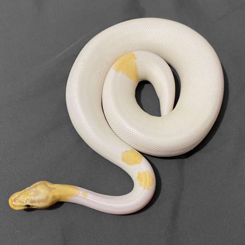 ball python