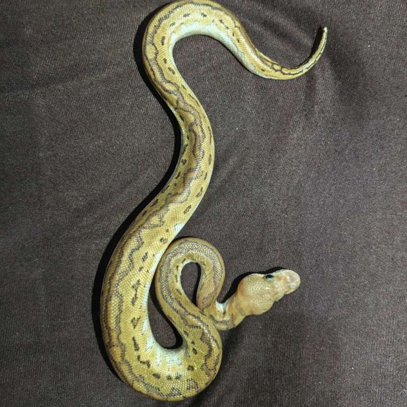 Black pastel pinstripe clown