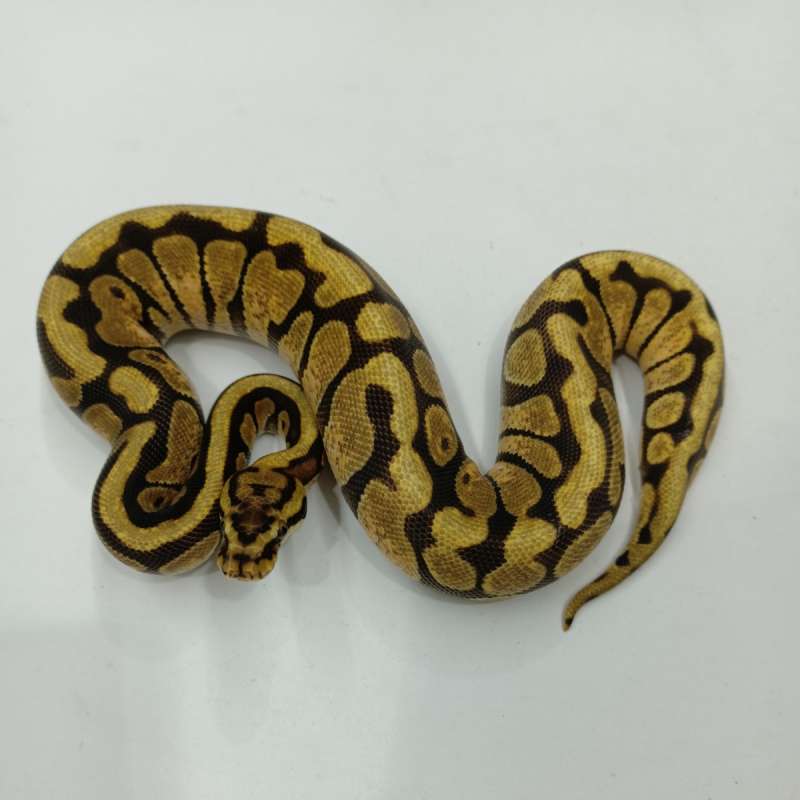 Enci spotnose 66% het sunset clown