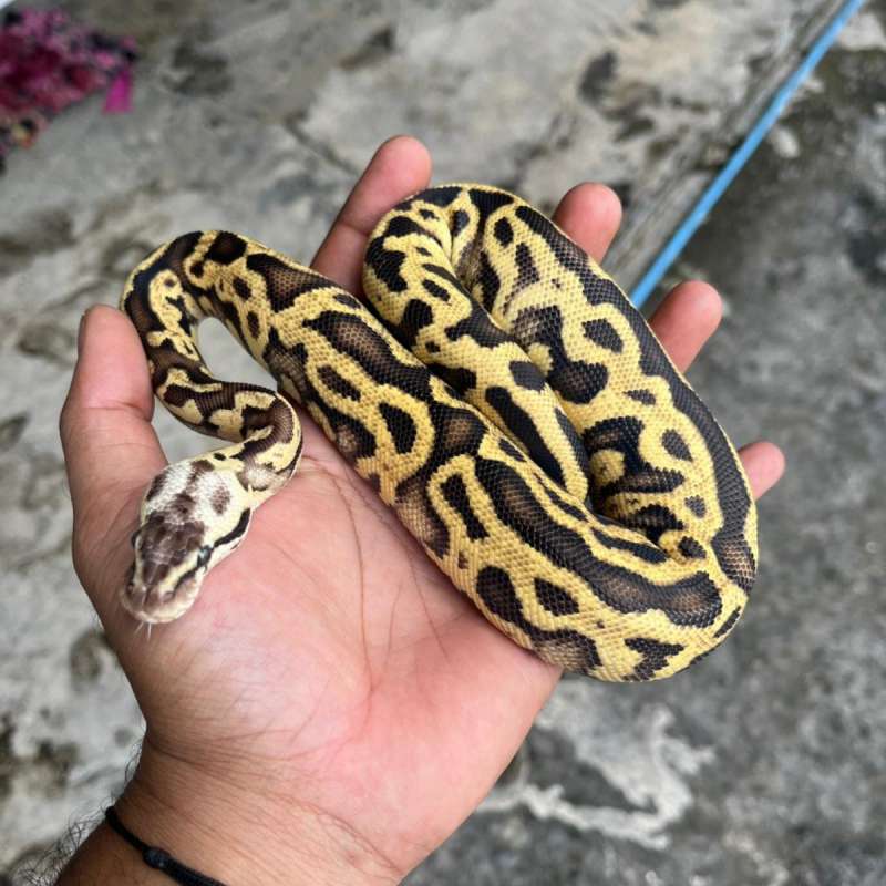 Leopard Pastel (DG) Het Clown