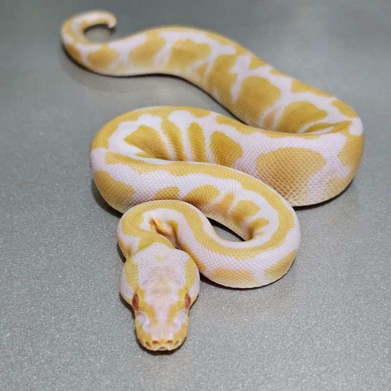 Yellowbelly Albino het Pied