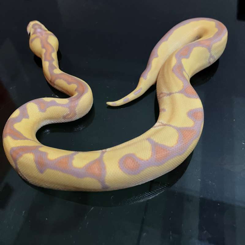 Banana Enchi Clown Male *Female maker