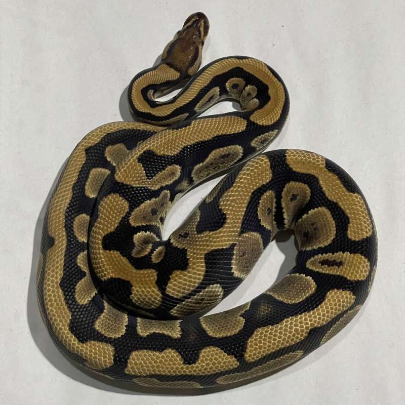 Double het lavender clown (grail)
