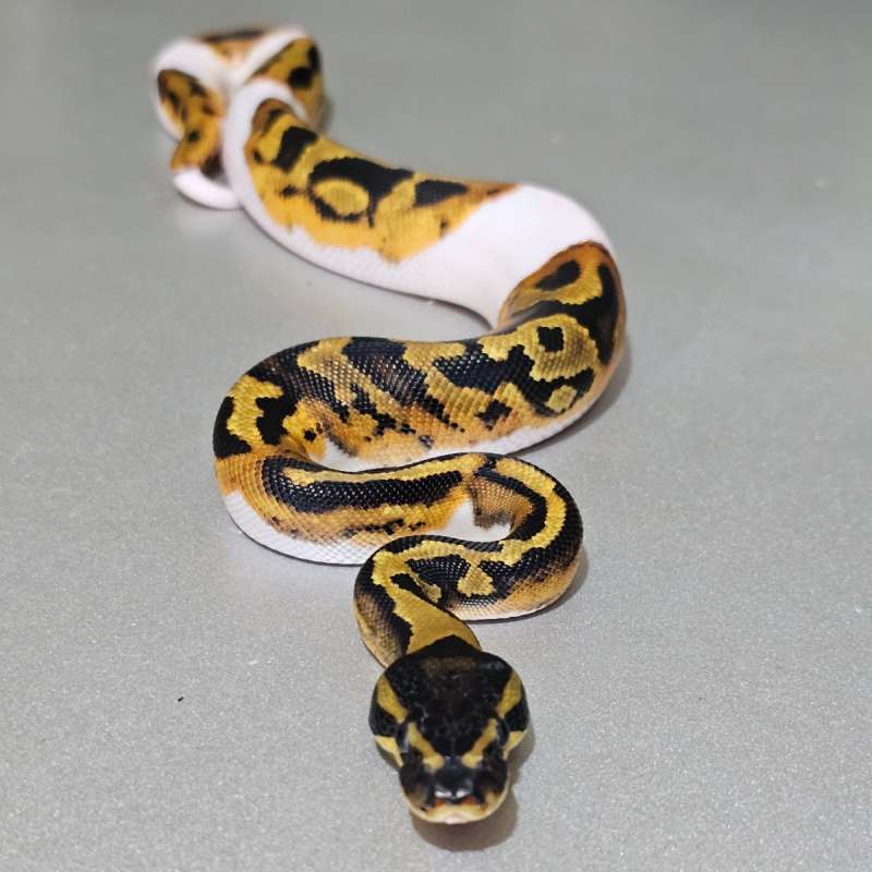 Enchi Pied het Albino