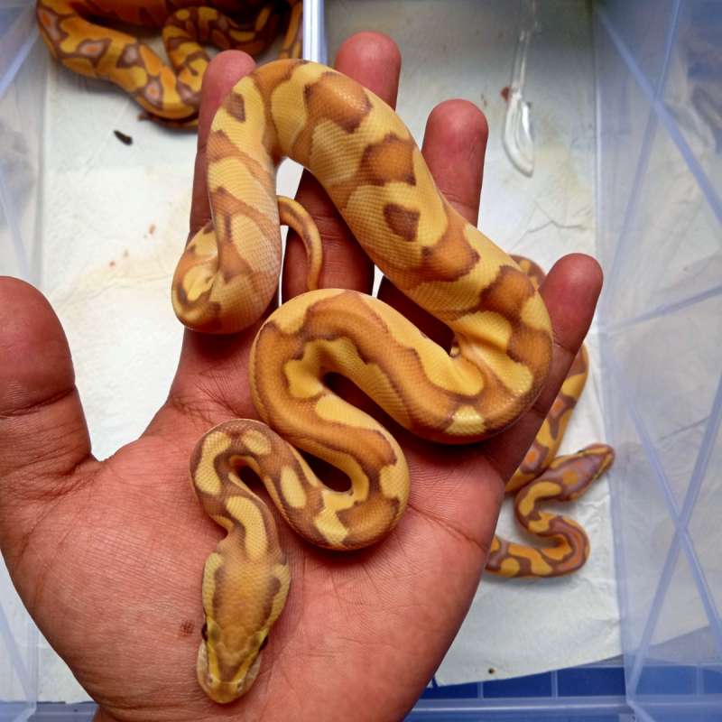 Banana Lesser Enchi Male