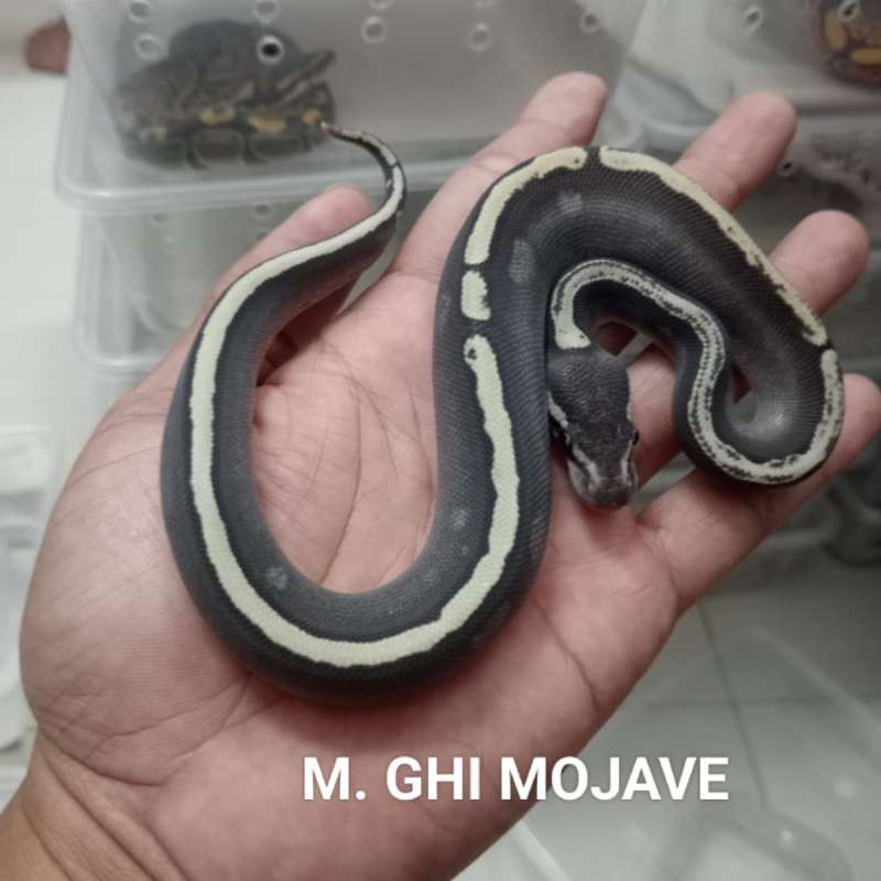 M. GHI Mojave