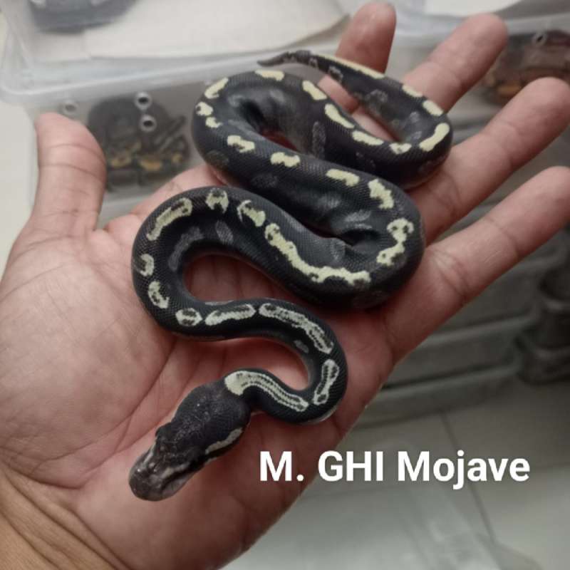 M. GHI Mojave