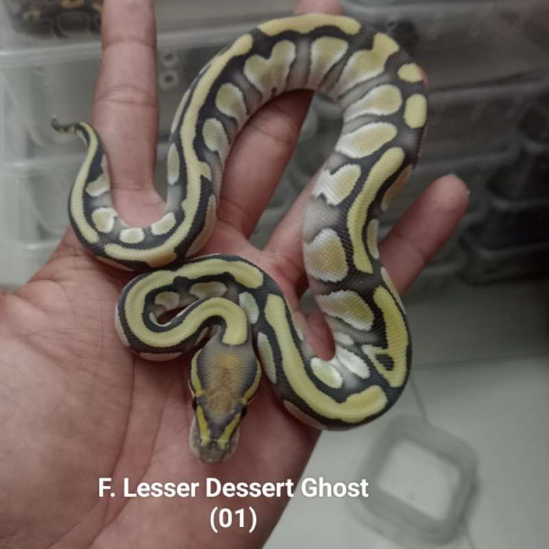 F. Lesser Dessert Ghost