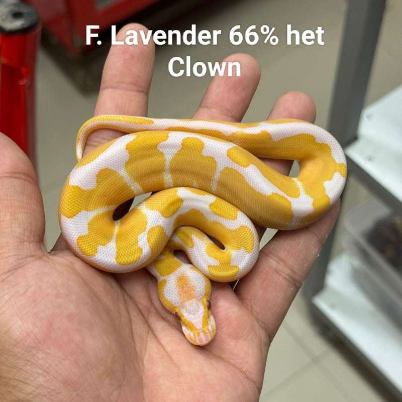 F. Lavender 66% het Clown
