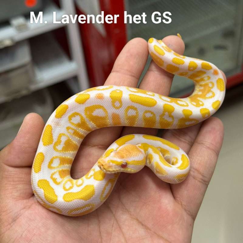 M. Lavender het Genetic Stripe