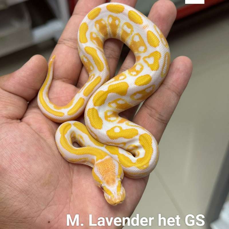 M. Lavender het Genetic Stripe