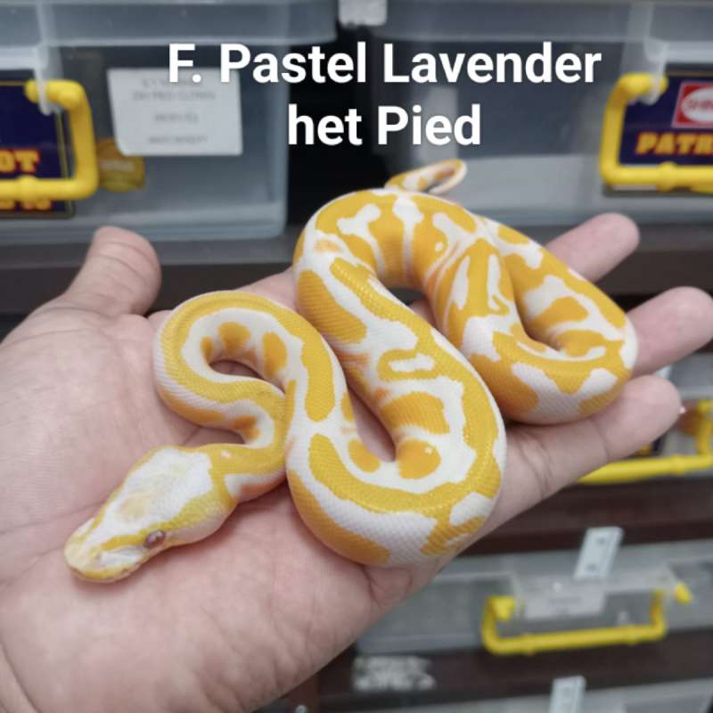 F. Lavender het Pied