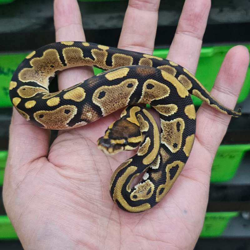 DOUBLE HET PIED LAVENDER POSS HET CLOWN
