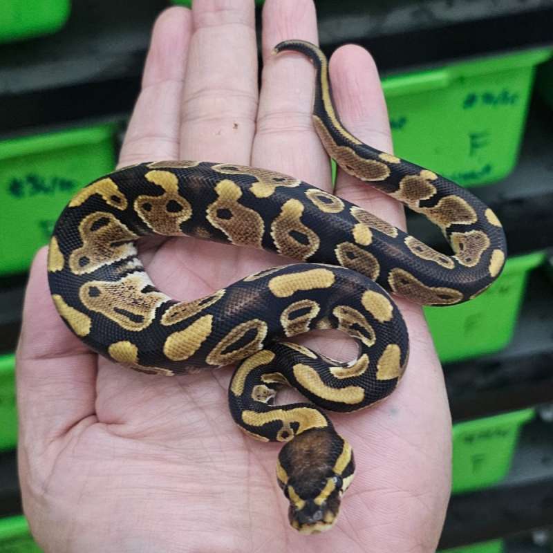 DOUBLE HET PIED LAVENDER POSS HET CLOWN