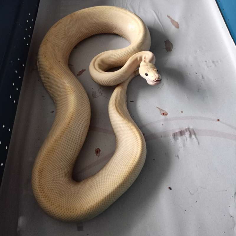 Butter Champagne Proven