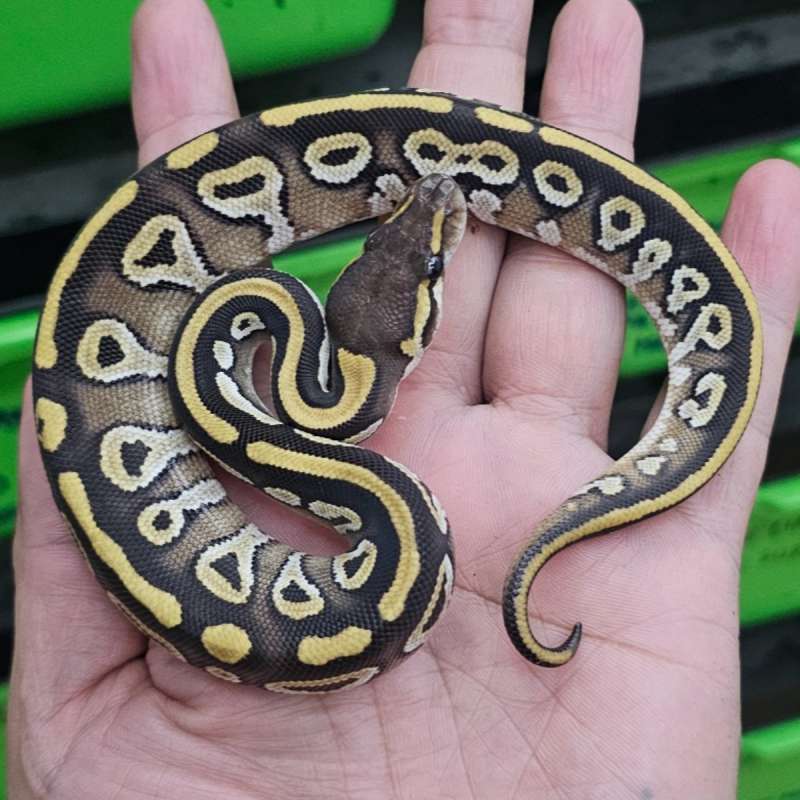 MOJAVE PASTEL HET PIED