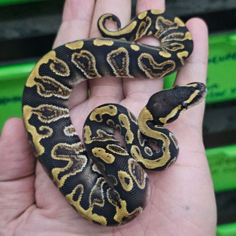 GHI DOUBLE HET CLOWN HYPO