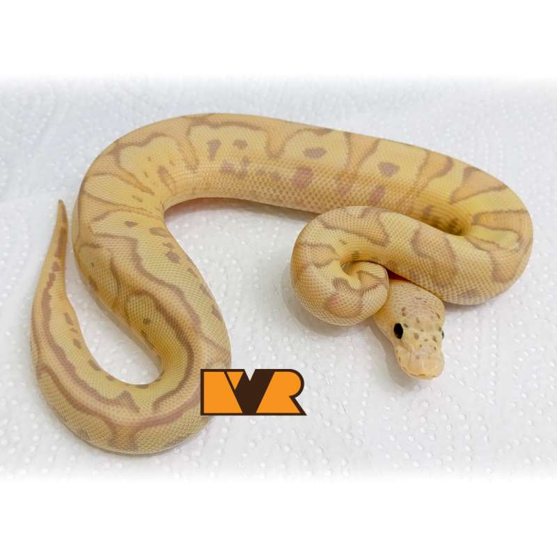 M Female Maker Banana Pastel (Poss RS/Fire) Clown [25C0802]
