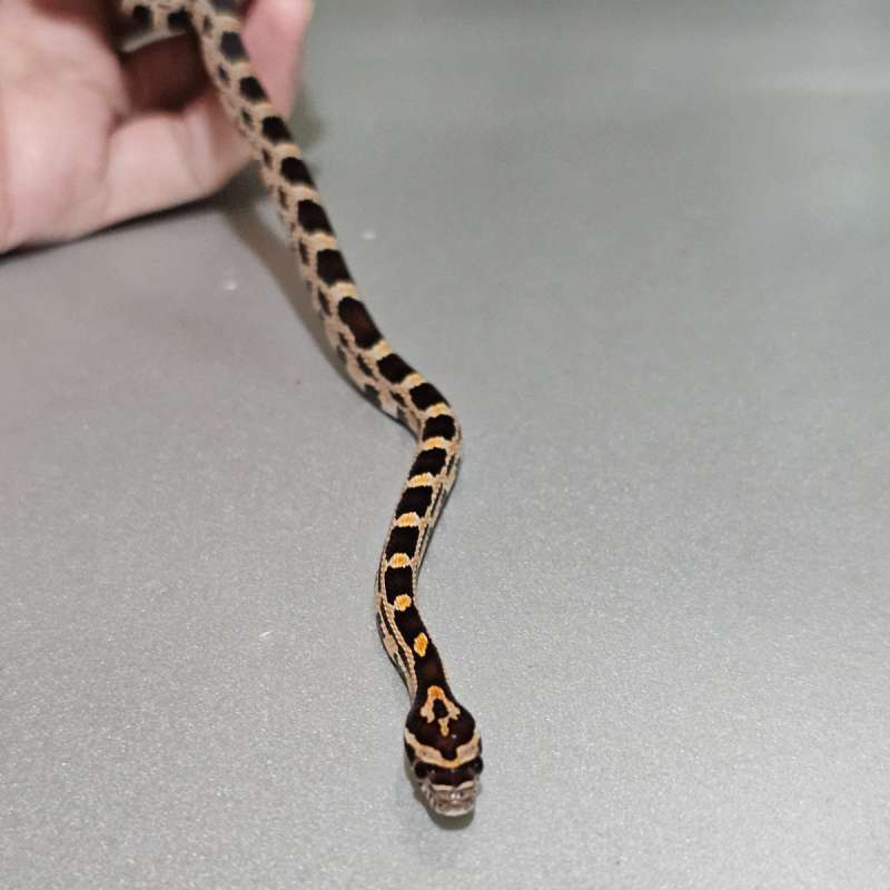 Okeetee het Albino