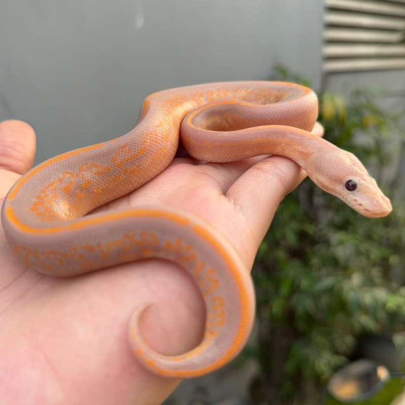 Rare Mahogany Black Pastel Banana het clown Female maker