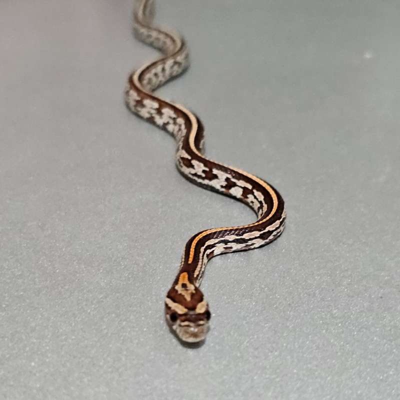 Cornsnake Okeetee Tessera het Albino