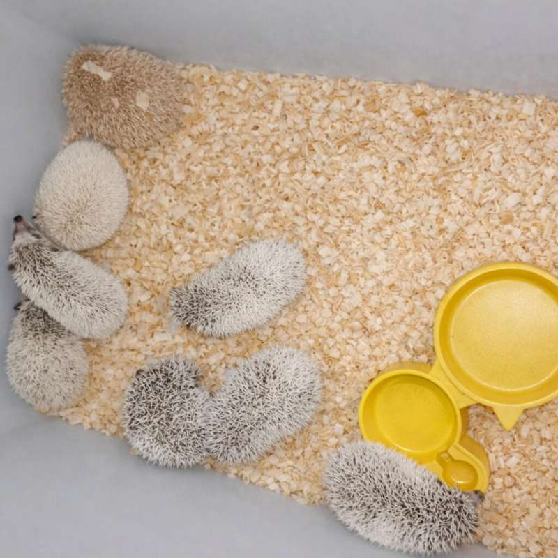 Landak Mini 6 Ekor Free Ongkir