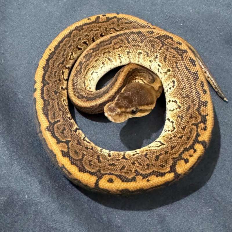 Black Pastel Pinstripe Het Albino