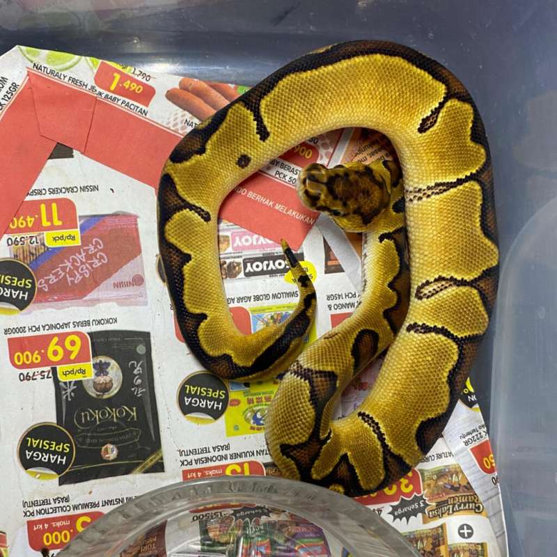 enchi clown het lavender