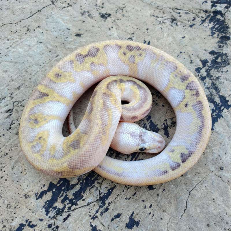 LEOPARD CHAMPAGNE PASTEL DH DG CLOWN