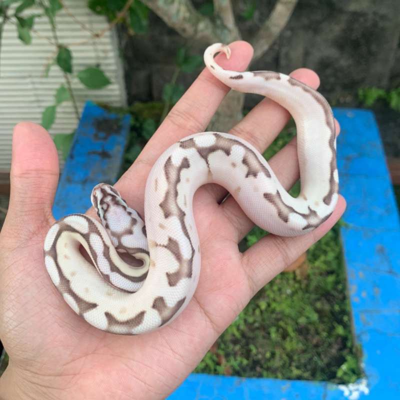 F Queenbee Enchi Calico