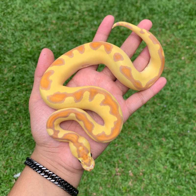 Banana Enchi Clown Hi Contrast