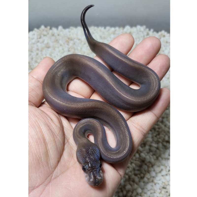 Superblack pastel het pied