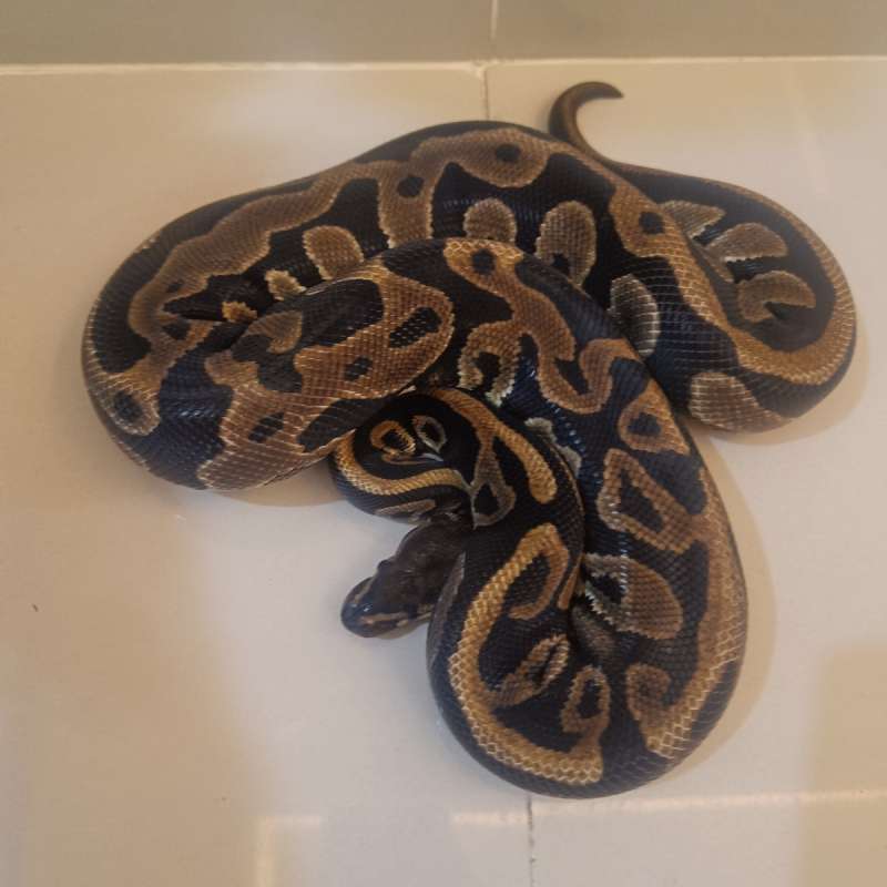 Leopard het axa ph pied