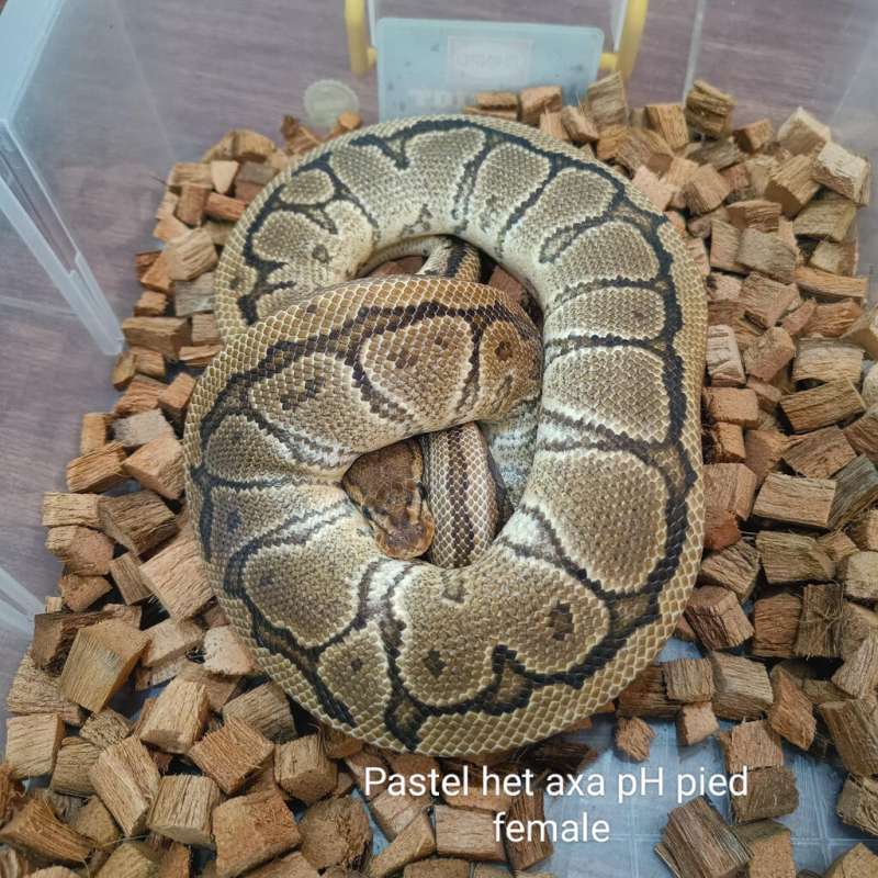 Pastel het axa ph pied