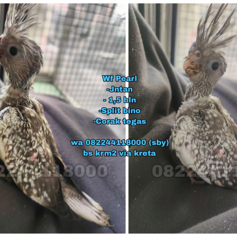 Burung Falk Wf Pearl