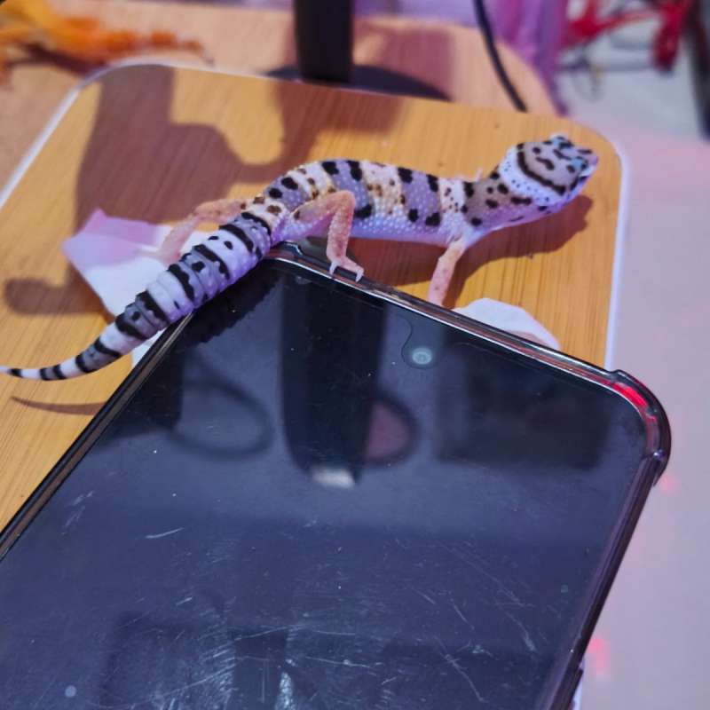Leopard Gecko