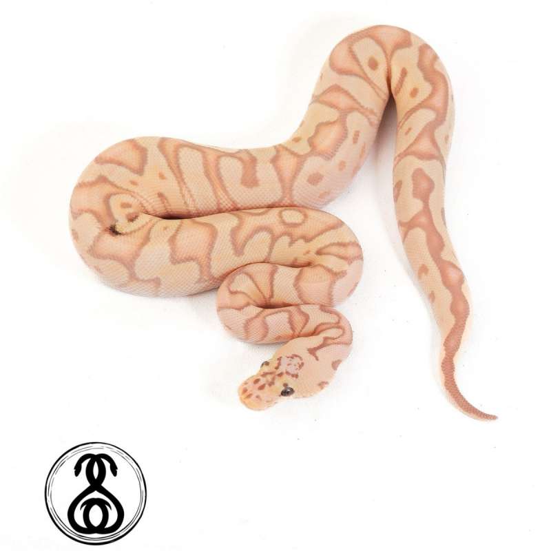 0.1 pastel banana enchi clown poss stranger