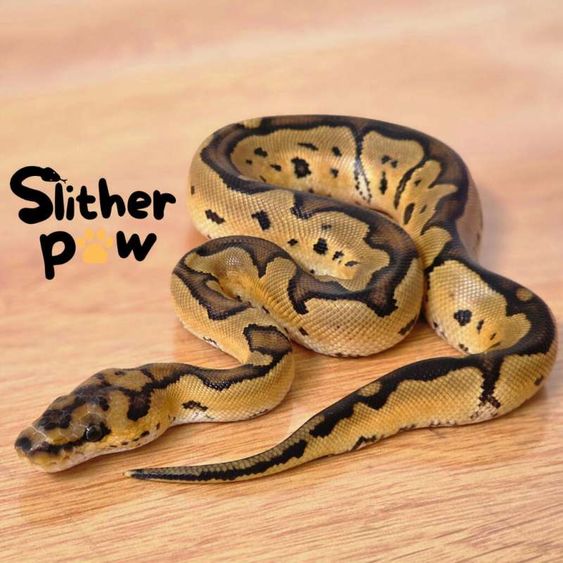 M Clown Ball Python