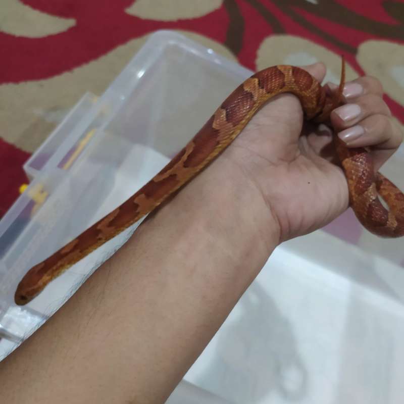 Cornsnake Normal Banded