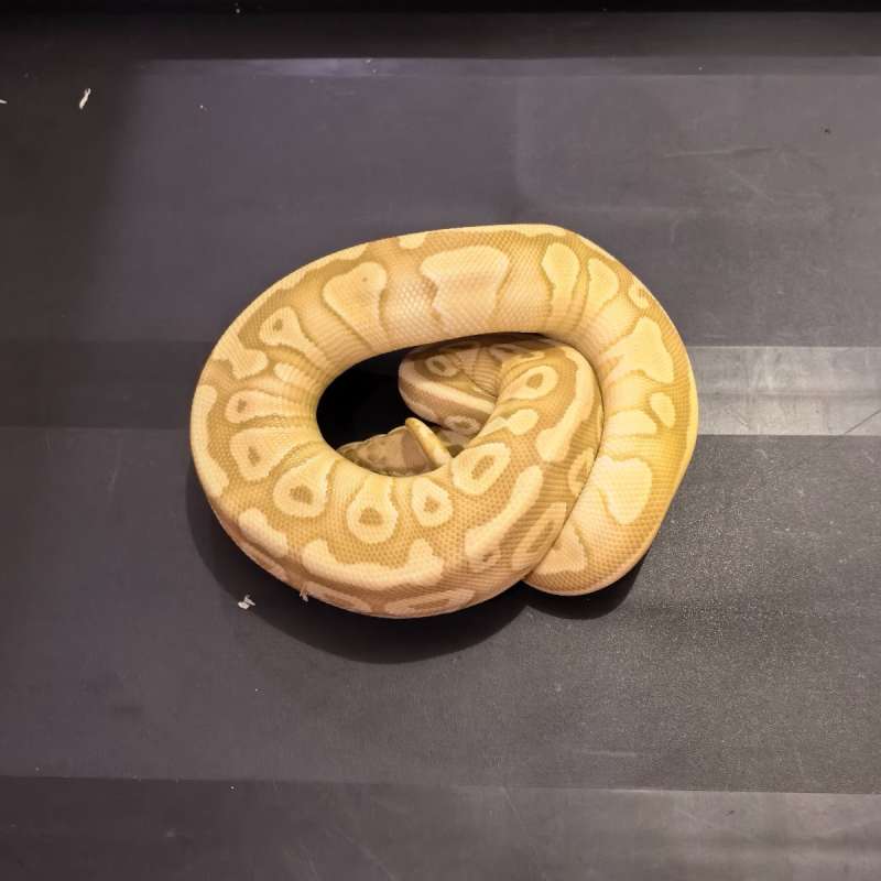 Banana Pastel Lesser