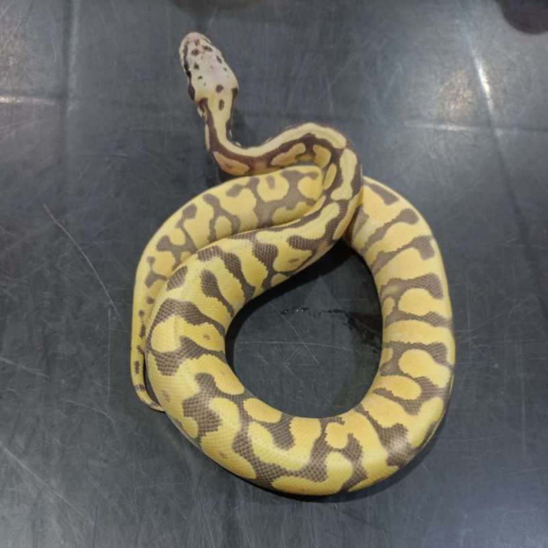 F dessert ghost pastel