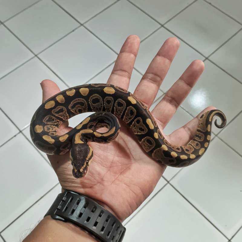 Sable PH clown ♀️