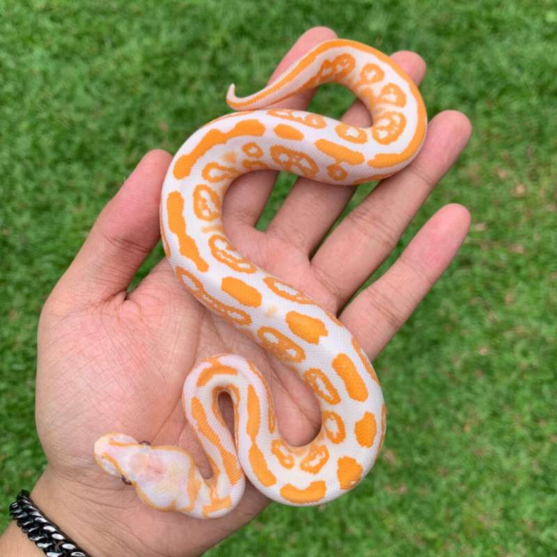 Blackpastel Lavender het pied 100% HI-Contrast