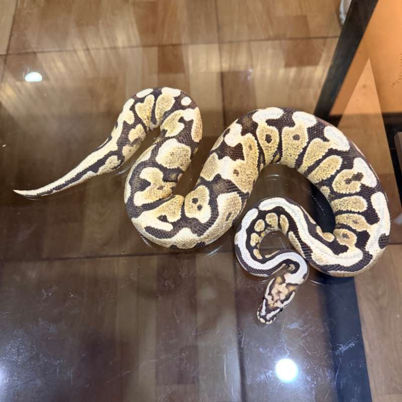 Spotnose yellow belly desert ghost poss het clown
