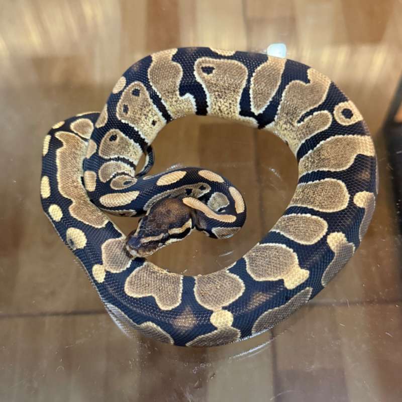 Het axanthic pied