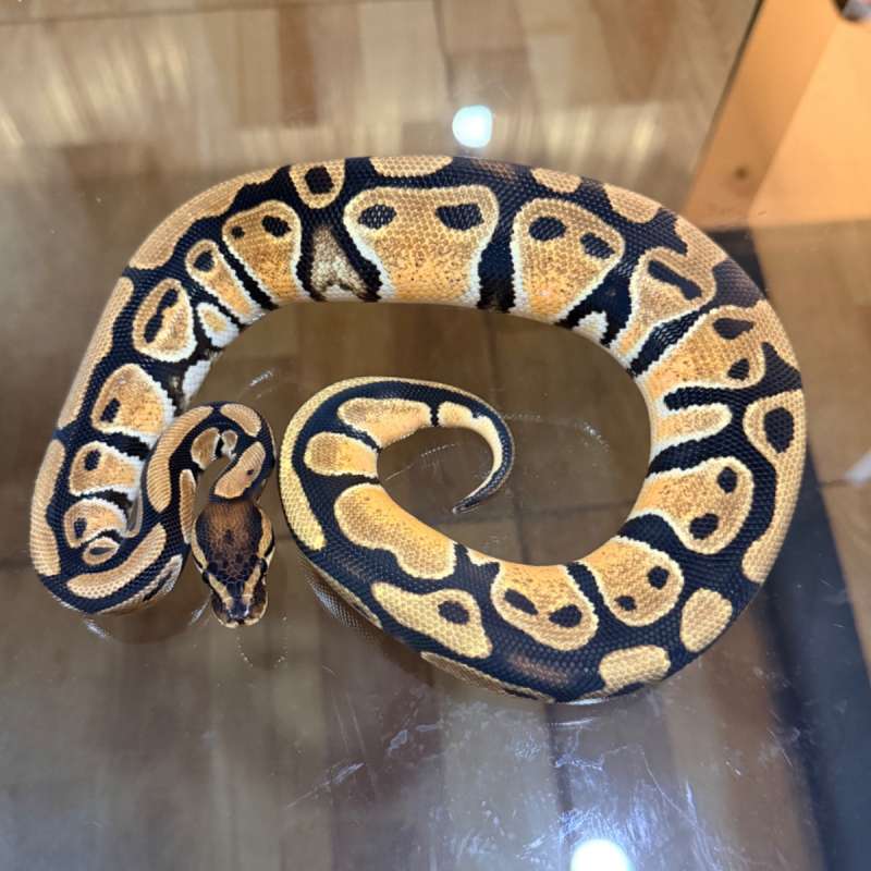 Orange dream het genetic stripe