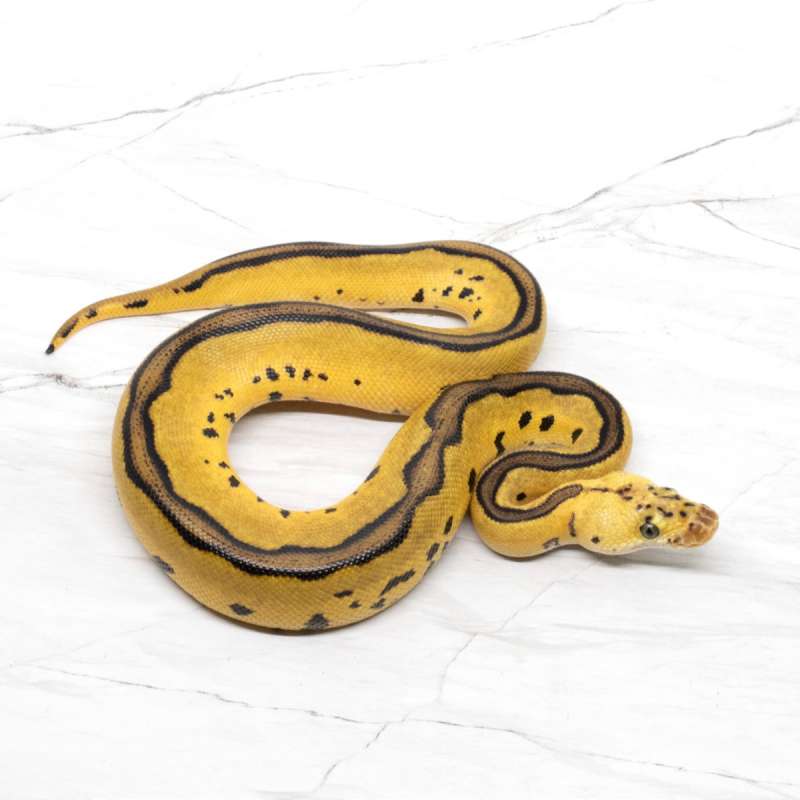 Leopard Pastel Clown