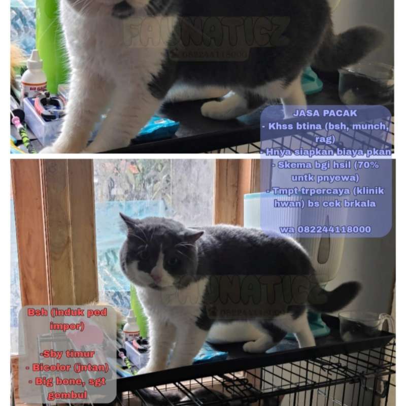 Kucing Pacak/Kawin Bsh line Ped Bicolor