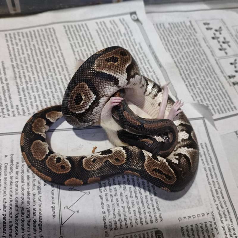 (F) Black Head 66% ph Clown