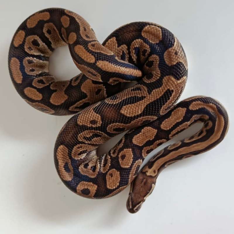 Hurricane / Trick Het Clown [PROVEN MALE]